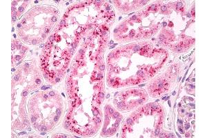 Anti-RBP / RBP4 antibody IHC of human kidney.