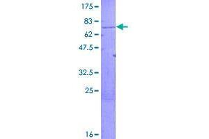 Image no. 1 for Armadillo Repeat Containing, X-Linked 1 (ARMCX1) (AA 1-453) protein (GST tag) (ABIN1345656)