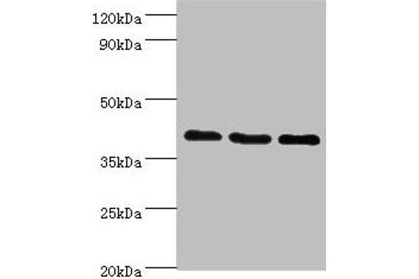 GPRC5A anticorps  (AA 258-357)