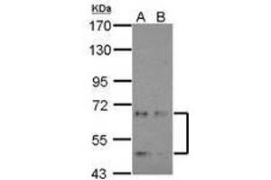 Image no. 1 for anti-Cyclin-Dependent Kinase-Like 3 (CDKL3) (AA 46-308) antibody (ABIN1497433) (CDKL3 anticorps  (AA 46-308))