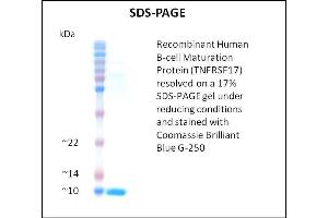 SDS-PAGE (SDS) image for Tumor Necrosis Factor Receptor Superfamily, Member 17 (TNFRSF17) (Active) protein (ABIN5509467) (BCMA Protéine)