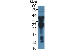 Detection of OTC in Rat Liver lysate using Polyclonal Antibody to Ornithine Transcarbamylase (OTC)
