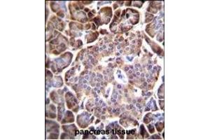 AQP12B Antibody (C-term) (ABIN655768 and ABIN2845208) immunohistochemistry analysis in formalin fixed and paraffin embedded human pancreas tissue followed by peroxidase conjugation of the secondary antibody and DAB staining. (Aquaporin 12B anticorps  (C-Term))