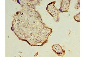 Immunohistochemistry of paraffin-embedded human placenta tissue using ABIN7172361 at dilution of 1:100 (TRAPPC3 anticorps  (AA 1-180))