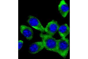 Immunofluorescent analysis of 4 % paraformaldehyde-fixed, 0.