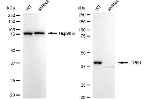 Western blotting analysis using ITPK1 antibody (ABIN7799044). (Recombinant ITPK1 anticorps)