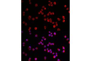 Immunofluorescence analysis of Neuro-2a cells using HRH3 Rabbit pAb (ABIN7267662) at dilution of 1:100 (40x lens). (HRH3 anticorps  (AA 250-350))