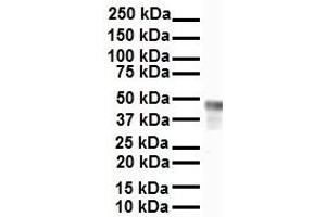WB Suggested Anti-ENO1 antibody Titration: 1 ug/mL Sample Type: Human heart