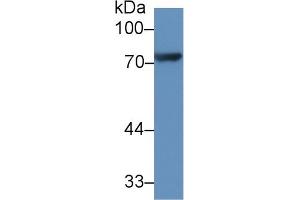 Western Blot; Sample: Rat Heart lysate; Primary Ab: 1µg/ml Rabbit Anti-Rat CX3CL1 Antibody Second Ab: 0.