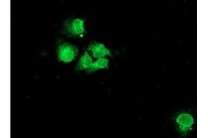Anti-NPTN mouse monoclonal antibody (ABIN2455653) immunofluorescent staining of COS7 cells transiently transfected by pCMV6-ENTRY NPTN (RC210326).