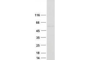 Hyaluronidase-1 (HYAL1) (Transcript Variant 7) protein (Myc-DYKDDDDK Tag)