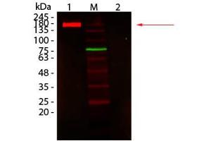 Fluorescent: Anti-Rabbit IgG DyLight 680 Conjugated - Western Blot.