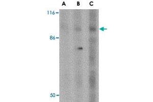 Western blot analysis of DISC1 in SK-N-SH cell lysate with DISC1 polyclonal antibody  at (A) 0. (DISC1 anticorps  (Internal Region))