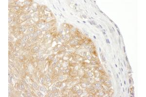 anti-Ribosomal Protein S9 (RPS9) (AA 1-50) antibody
