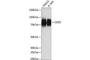 Western blot analysis of extracts of various cell lines, using CD55 Rabbit mAb (ABIN7266478) at 1:1000 dilution.