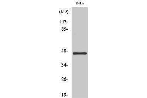Western Blotting (WB) image for anti-Keratin 18 (KRT18) (C-Term) antibody (ABIN3180003) (Cytokeratin 18 anticorps  (C-Term))