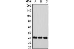 Western blot analysis of Connexin 40 expression in HepG2 (A), mouse heart (B), rat heart (C) whole cell lysates. (Cx40/GJA5 anticorps)