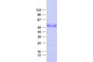 Validation with Western Blot
