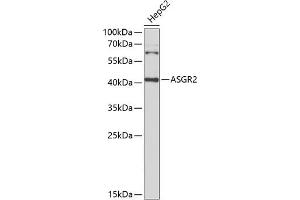 Western blot analysis of extracts of HepG2 cells, using  Antibody (ABIN6127456, ABIN6137183, ABIN6137186 and ABIN6221878) at 1:1000 dilution. (Asialoglycoprotein Receptor 2 anticorps  (AA 58-287))