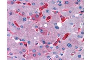 Anti-GPR128 antibody IHC of human liver. (Adhesion G-Protein Coupled Receptor G7 (ADGRG7) (C-Term) anticorps)