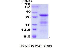 Image no. 1 for GINS Complex Subunit 4 (Sld5 Homolog) (GINS4) (AA 1-223) protein (His tag) (ABIN6387067)