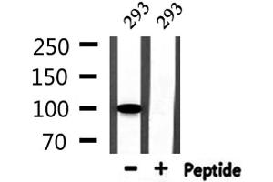 Western blot analysis of extracts from 293, using GTF3C2 Antibody.