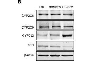 Hcy promoted EET secretion and CYP2J2 upregulation in HCC cellsIntracellular levels of 11,12- and 14,15-EET A. (CYP2C9 anticorps)