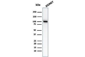 Western blot analysis of kidney tissue lysate using CD10 Mouse Monoclonal Antibody (MME/2579).
