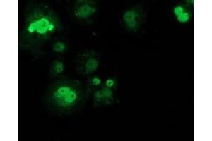 Anti-SAMHD1 mouse monoclonal antibody (ABIN2453970) immunofluorescent staining of COS7 cells transiently transfected by pCMV6-ENTRY SAMHD1 (RC206013). (SAMHD1 anticorps)