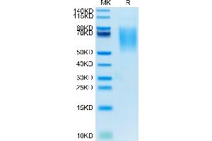 Biotinylated Human CA125 on Tris-Bis PAGE under reduced conditions.