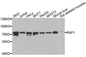 Western blot analysis of extracts of various cell lines, using RAF1 antibody.