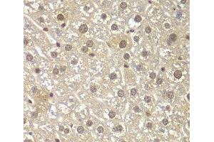 Immunohistochemistry of paraffin-embedded Mouse liver using MAD1L1 Polyclonal Antibody at dilution of 1:100 (40x lens). (MAD1L1 anticorps)