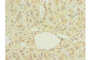 Immunohistochemistry of paraffin-embedded human adrenal gland tissue using ABIN7174747 at dilution of 1:100 (C16orf78 anticorps  (AA 1-265))