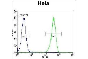 ENOA Antibody (N-term) (ABIN389406 and ABIN2839494) flow cytometric analysis of Hela cells (right histogram) compared to a negative control cell (left histogram).