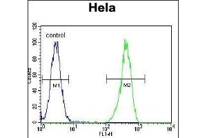 ENOA Antibody (N-term) (ABIN389406 and ABIN2839494) flow cytometric analysis of Hela cells (right histogram) compared to a negative control cell (left histogram). (ENO1 anticorps  (N-Term))