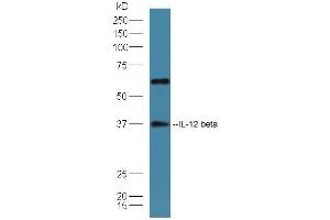 Mouse spleen lysates probed with Rabbit Anti-IL-12 beta Polyclonal Antibody, Unconjugated (ABIN2176964) at 1:300 overnight at 4 °C. (IL12B anticorps  (AA 201-300))