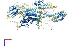 AlphaFold protein structure predicition of Mouse Recombinant Kif16b Protein, UniprotID B1AVY7