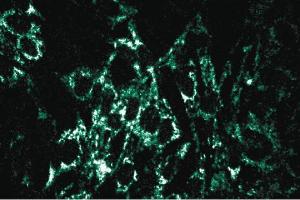 Immunofluorescent staining of Cos7 cells. (ATP Synthase alpha (AA 113-220) anticorps)