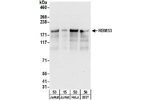 anti-RNA Binding Motif Protein 33 (RBM33) (AA 500-550) antibody
