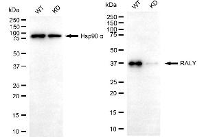 Western blotting analysis using RALY antibody (ABIN7800263). (Raly anticorps)