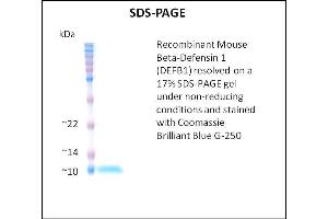 SDS-PAGE (SDS) image for Defensin, beta 1 (DEFB1) (Active) protein (ABIN5509413) (beta Defensin 1 Protéine)