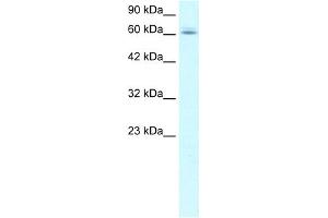 WB Suggested Anti-C14ORF169 Antibody Titration:  1. (C14orf169 + NO66 anticorps  (N-Term))