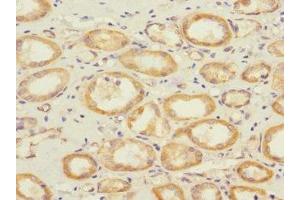 Immunohistochemistry of paraffin-embedded human kidney tissue using ABIN7166096 at dilution of 1:100
