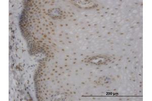 anti-Muscleblind-like Protein 1 (MBNL1) (AA 1-382) antibody