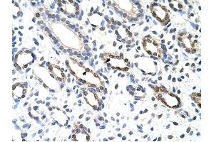 KHDRBS3 antibody was used for immunohistochemistry at a concentration of 4-8 ug/ml to stain Epithelial cells of renal tubule (arrows) in Human Kidney. (KHDRBS3 anticorps  (C-Term))