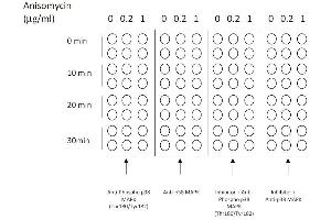 Example of how to seed cells for cell-based assay