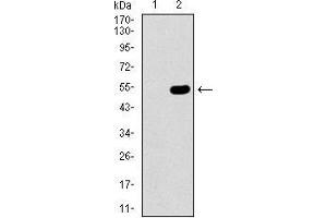 Western blot analysis using CBX8 mAb against HEK293 (1) and CBX8 (AA: 17-222)-hIgGFc transfected HEK293 (2) cell lysate.