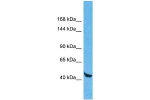 Host: Rabbit Target Name: WDR59 Sample Type: 293T Whole Cell lysates Antibody Dilution: 1. (WDR59 anticorps  (N-Term))