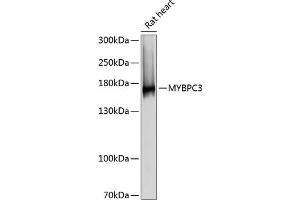 Western blot analysis of extracts of rat heart, using MYBPC3 antibody (ABIN6129601, ABIN6144221, ABIN6144222 and ABIN6215951) at 1:3000 dilution. (MYBPC3 anticorps  (AA 200-400))