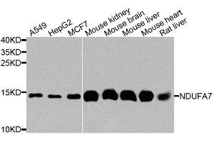 Western blot analysis of extracts of various cell lines, using NDUFA7 antibody. (NDUFA7 anticorps  (AA 1-113))
